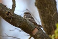 The European nightjar (Caprimulgus europaeus), common goatsucker is a crepuscular and nocturnal bird in natural habitat