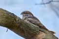 The European nightjar (Caprimulgus europaeus), common goatsucker is a crepuscular and nocturnal bird in natural habitat