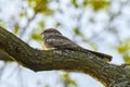 The European nightjar (Caprimulgus europaeus), common goatsucker is a crepuscular and nocturnal bird in natural habitat