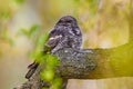 The European nightjar (Caprimulgus europaeus), common goatsucker is a crepuscular and nocturnal bird in natural habitat