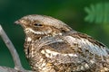 European nightjar (Caprimulgus europaeus), common goatsucker, Eurasian nightjar or just nightjar close up in the UAE