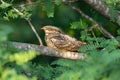 European nightjar (Caprimulgus europaeus), common goatsucker, Eurasian nightjar or just nightjar close up in the UAE