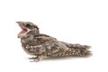 European Nightjar, Caprimulgus europaeus, in front, isolated on white background Royalty Free Stock Photo