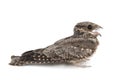 European Nightjar, Caprimulgus europaeus, in front, isolated on white background