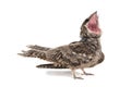 European Nightjar, Caprimulgus europaeus, in front, isolated on white background Royalty Free Stock Photo