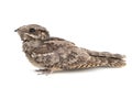 European Nightjar, Caprimulgus europaeus, in front, isolated on white background