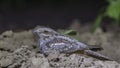 European Nightjar Cowering on Ground