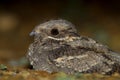 European Nightjar Caprimulgus europaeus Royalty Free Stock Photo