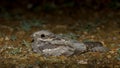European Nightjar Caprimulgus europaeus Royalty Free Stock Photo