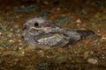 European Nightjar Caprimulgus europaeus