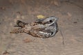 European Nightjar (Caprimulgus europaeus)