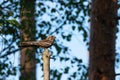 European nightjar, Caprimulgus europaeus standing on an old Pine tree