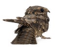 European Nightjar, or just Nightjar Royalty Free Stock Photo