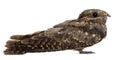 European Nightjar, or just Nightjar Royalty Free Stock Photo