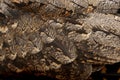 European Nightjar, or just Nightjar Royalty Free Stock Photo