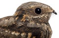 European Nightjar, or just Nightjar Royalty Free Stock Photo