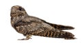 European Nightjar, or just Nightjar