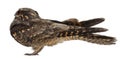 European Nightjar, or just Nightjar Royalty Free Stock Photo