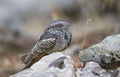 European Nightjar (Caprimulgus europaeus)