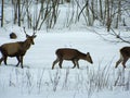 European noble deer in the wild, in the snow-covered forest in search of food, at the end of winter