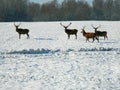 European noble deer in the wild, in the snow-covered forest in search of food, at the end of winter