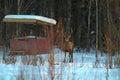 A large, adult male European noble deer with large horns in the spring in a forest glade observes the surrounding environment.