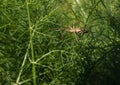 European Nursery Web Spider hiding in Fennel plant