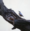 European Nuthatch climbing on a tree Royalty Free Stock Photo