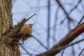 European nuthatch perched on a tree