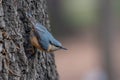 European nuthatch Sitta europaea on a tree bark Royalty Free Stock Photo