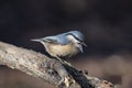 European nuthatch Sitta europaea on a tree bark Royalty Free Stock Photo