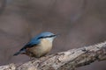 European nuthatch Sitta europaea on a tree bark Royalty Free Stock Photo