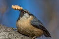 European nuthatch Sitta europaea on a tree bark Royalty Free Stock Photo