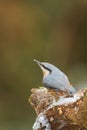 European nuthatch and snow Royalty Free Stock Photo