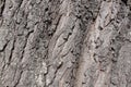 european oak or quercus robur tree bark texture background Royalty Free Stock Photo