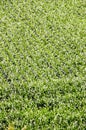 European OGM Growing Green Corn Field , digital photo image Royalty Free Stock Photo