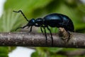 European Oil beetle - Meloe proscarabaeus Royalty Free Stock Photo