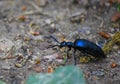 European oil beetle Meloe proscarabaeus Royalty Free Stock Photo