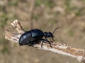 European oil beetle ( Meloe proscarabaeus ) Royalty Free Stock Photo