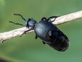 European oil beetle ( Meloe proscarabaeus ) Royalty Free Stock Photo