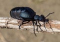 European oil beetle ( Meloe proscarabaeus ) Royalty Free Stock Photo