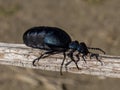 European oil beetle ( Meloe proscarabaeus ) Royalty Free Stock Photo