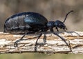 European oil beetle ( Meloe proscarabaeus ) Royalty Free Stock Photo