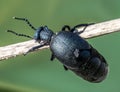 European oil beetle ( Meloe proscarabaeus ) Royalty Free Stock Photo