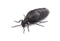 European oil beetle (Meloe proscarabaeus) on white Royalty Free Stock Photo