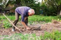 Old man digging up potatoes in garden Royalty Free Stock Photo