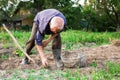 Old man digging up potatoes in garden Royalty Free Stock Photo