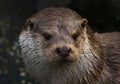 European Otter Royalty Free Stock Photo