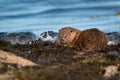 European Otter Cub Lutra lutra Royalty Free Stock Photo