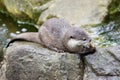 European Otter eating fish